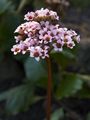 Bergenia stracheyi Bergenia